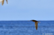 DSC_8888 Puffinus pacificus Wedge tailed shearwater juv_tn